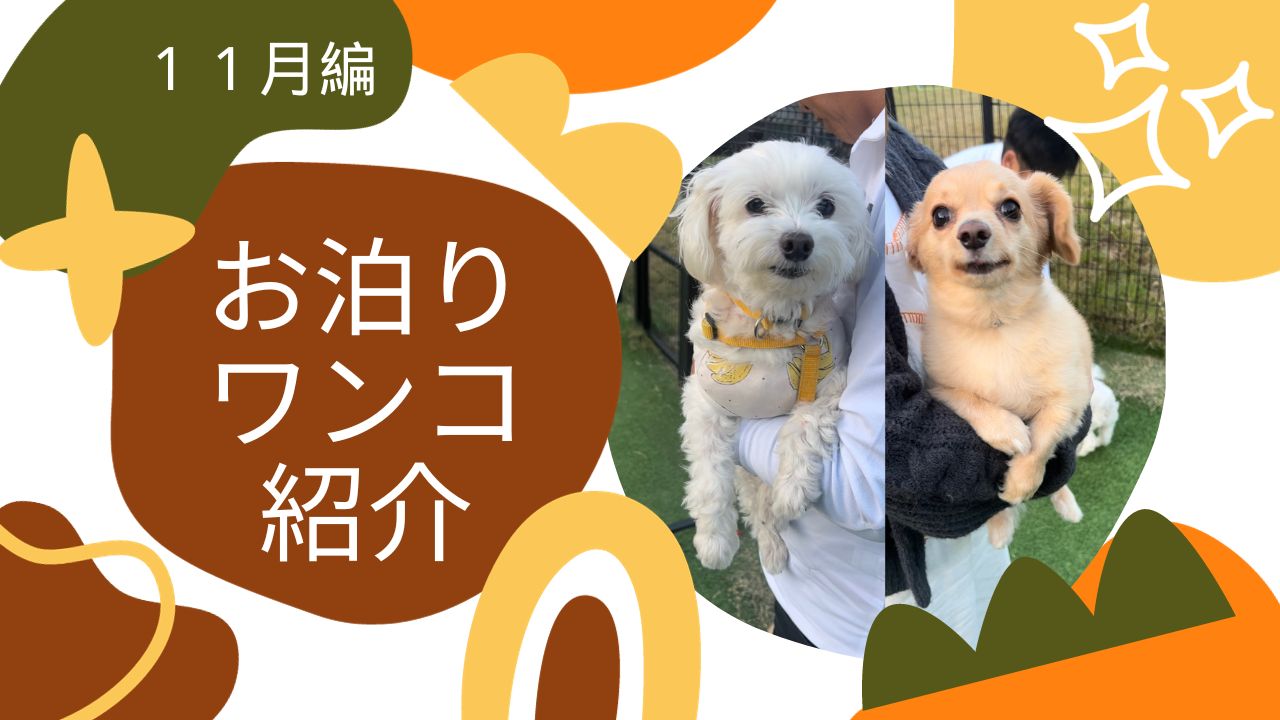 愛犬 ankoわんこシリーズ ポメラニアン シェルティ ダックス 犬 dog